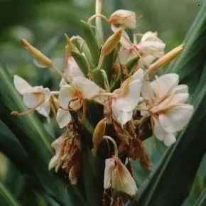 thumbnail for publication: Hedychium x 'Shureil' Shurei Ginger